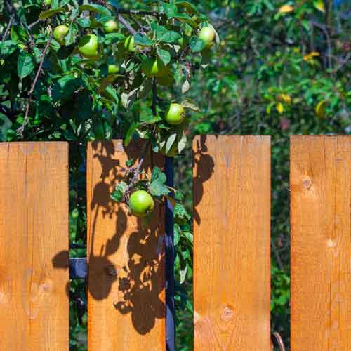 Afstand til skel - står træet for tæt ved naboen?